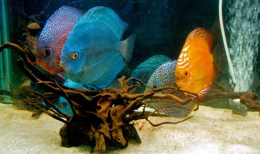 Aquarium Ideas for Your Bedroom1