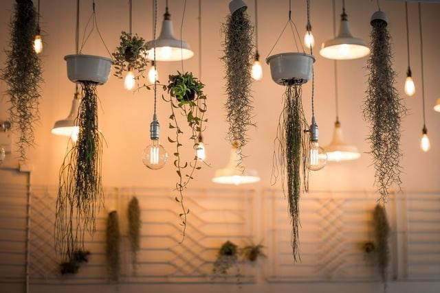 Lights and plants hanging from a ceiling in an apartment