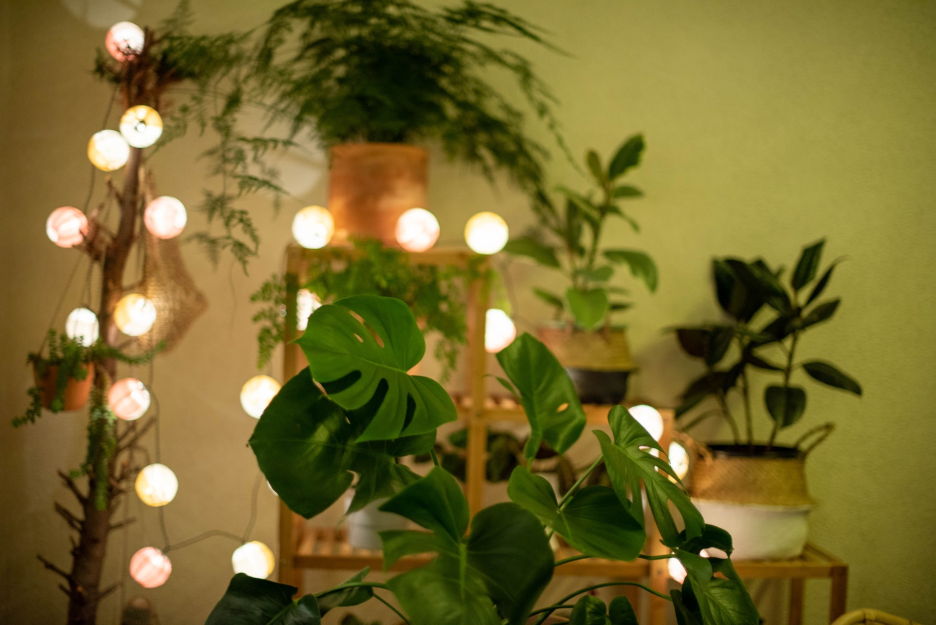 Green plants decorated with small LED lights.